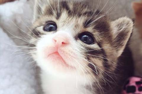 http://www.idc.xj.cn/?id=85|新疆云资讯